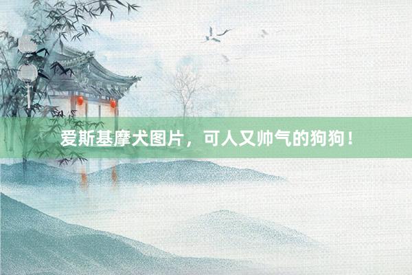 爱斯基摩犬图片,可人又帅气的狗狗!